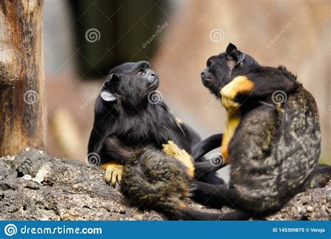 midas monkey|Tamarin Monkeys .